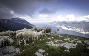 A flock of sheep on the edge of a cliff by the fjord