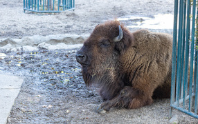 Big American bison lies in the mud
