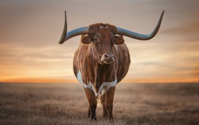 Big brown bull with big horns