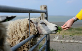 Big fluffy sheep eating grass on a farm