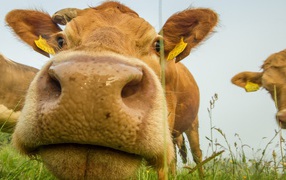 Big wet nose of a cow close up