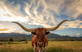 Bull with big horns on the background of a beautiful sky