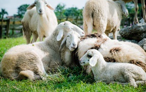 Domestic sheep lie on the green grass