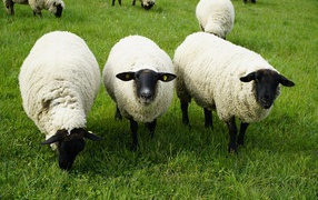 Пушистые овцы на зеленой траве 