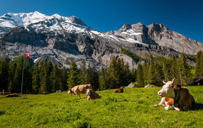 Стадо коров на зеленом лугу в горах