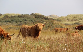 Стадо рогатых быков на поле 