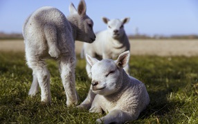 Little white lambs on green grass