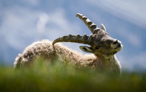 Mouflon scratches his back with horns