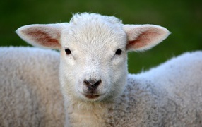 Small white lamb close up