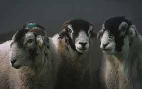 Three sheep on a gray background