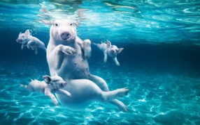 Большая свинья с поросятами в воде 