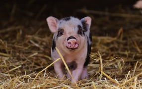 Little funny pig in the barn on the hay