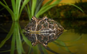 Большая зеленая жаба выглядывает из воды