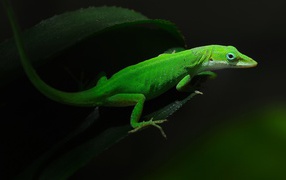 Красивая зеленая ящерица на листе