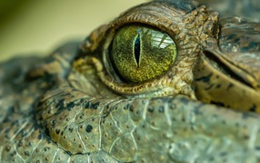Глаз большого крокодила 