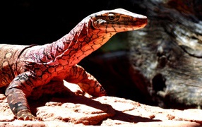 Большой варан стоит на камнях под солнцем