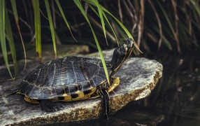Большая черепаха на камне у воды