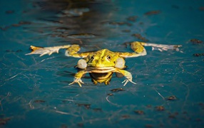 Зеленая лягушка в водоеме