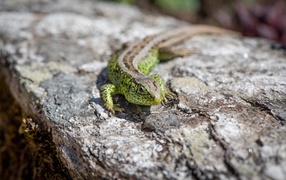 Зеленая ящерица сидит на камне 