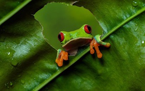 Зеленая красноглазая квакша сидит на зеленом листе