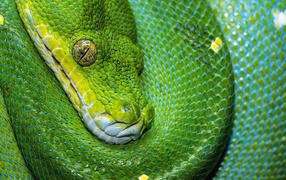 Зеленая змея крупным планом