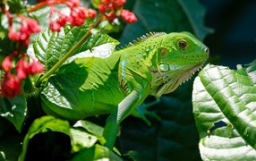Большая зеленая игуана на фоне красных цветов