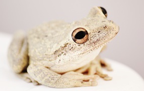 Большая белая амфибия 