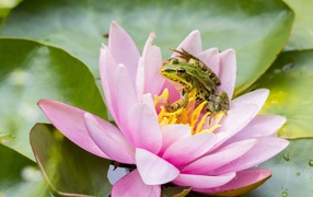 Маленькая зеленая лягушка сидит на розовом цветке лотоса 