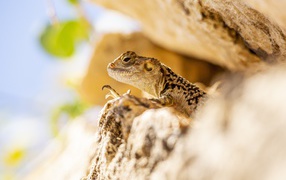 Маленькая ящерица прячется в камнях 