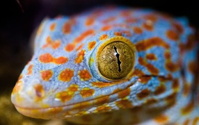 Голова ящерицы с желтыми глазами крупным планом 