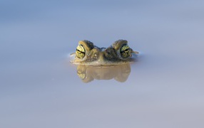 The frog's head looks out of the water