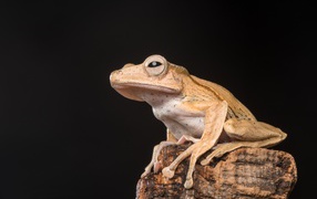 Желтая лягушка сидит на камне на черном фоне