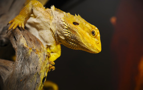 Желтая игуана сидит на сухом дереве