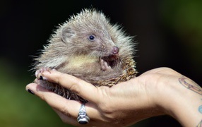 A small spiny hedgehog lies on his hand