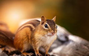 Beautiful chipmunk sitting on a dry tree