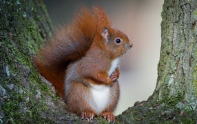 Cute fluffy red squirrel sits on a tree