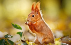 Cute red squirrel sitting on yellow leaves
