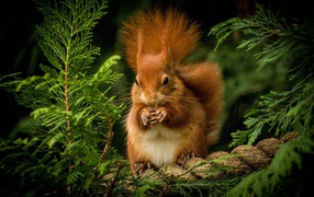 Fluffy red squirrel nibbles a nut on a branch