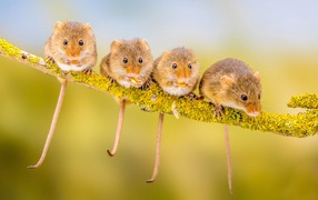 Four little mice sit on a branch