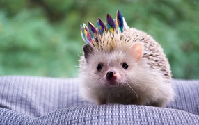 Funny hedgehog with a crown on the bedspread