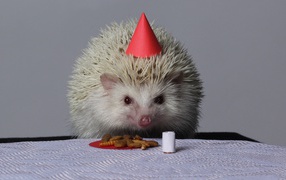 Funny white hedgehog is celebrating his birthday