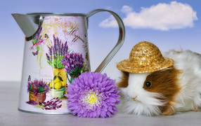 Guinea pig on a table with a watering can and a flower
