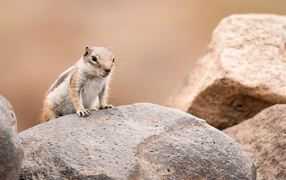 Little funny chipmunk sits on a stone