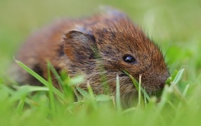 Little mouse in the grass close up