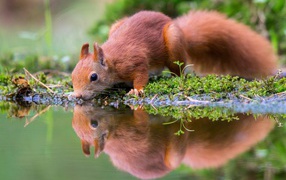 Little red squirrel drinks water in a pond