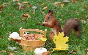 Red squirrel gnaws nuts on green grass with yellow leaves