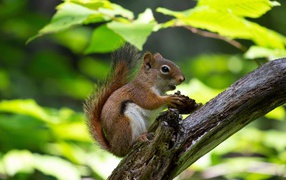Red squirrel with a nut on a tree