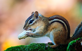 Small chipmunk with walnut on a moss-covered branch