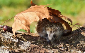 Spiny hedgehog hides under fallen leaves