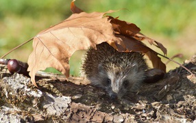 Spiny hedgehog on dry tree with fallen leaves